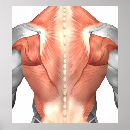 Male Muscle Anatomy Of The Human Back 1 Poster