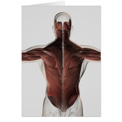 Male Muscle Anatomy Of The Human Back 2