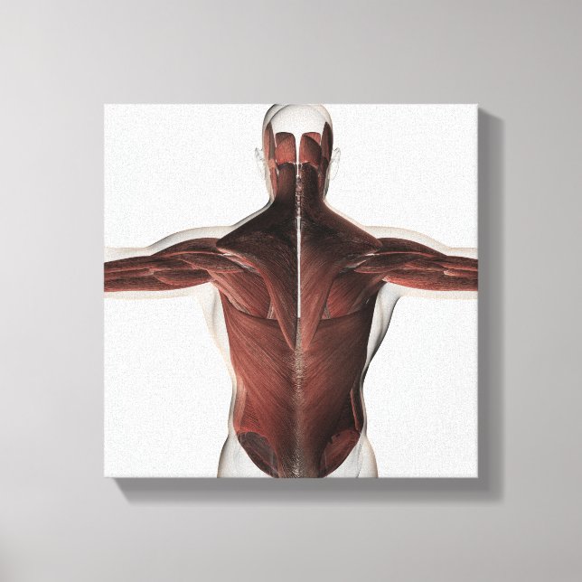 Male Muscle Anatomy Of The Human Back 2 Canvas Print (Front)