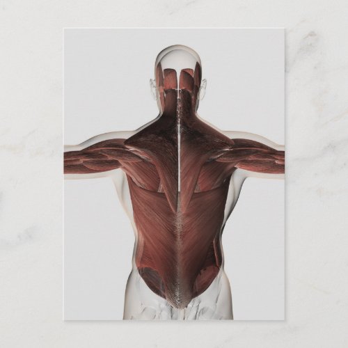 Male Muscle Anatomy Of The Human Back 2 Postcard