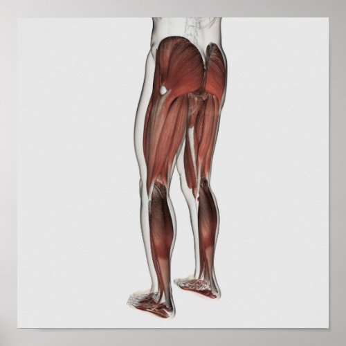 Male Muscle Anatomy Of The Human Legs 1 Poster
