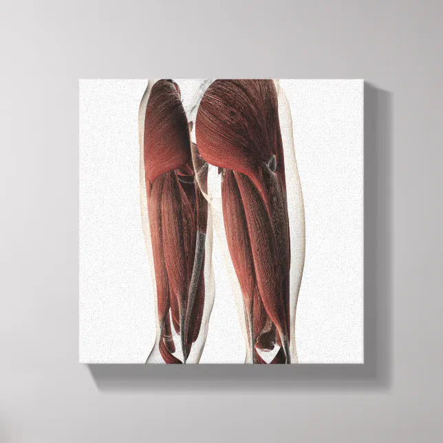 Male Muscle Anatomy Of The Human Legs 2 Canvas Print | Zazzle