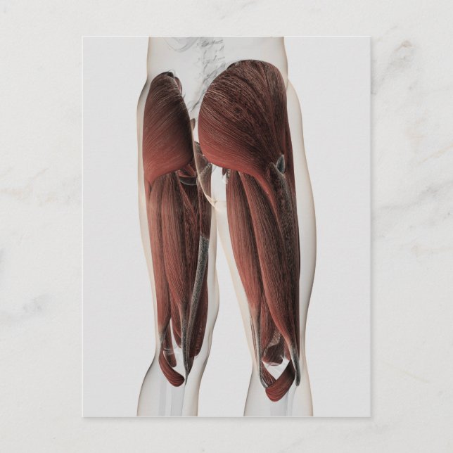 Male Muscle Anatomy Of The Human Legs 2 Postcard (Front)