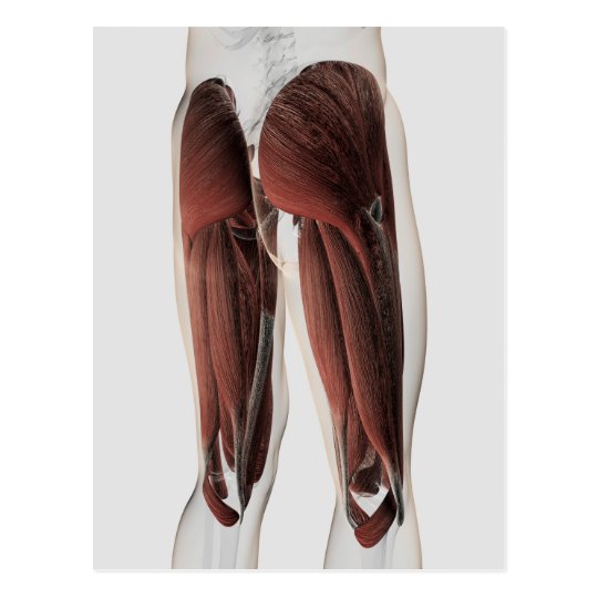 Male Muscle Anatomy Of The Human Legs 2 Postcard | Zazzle.com