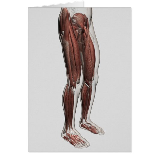 Male Muscle Anatomy Of The Human Legs, Anterior 1 (Front)