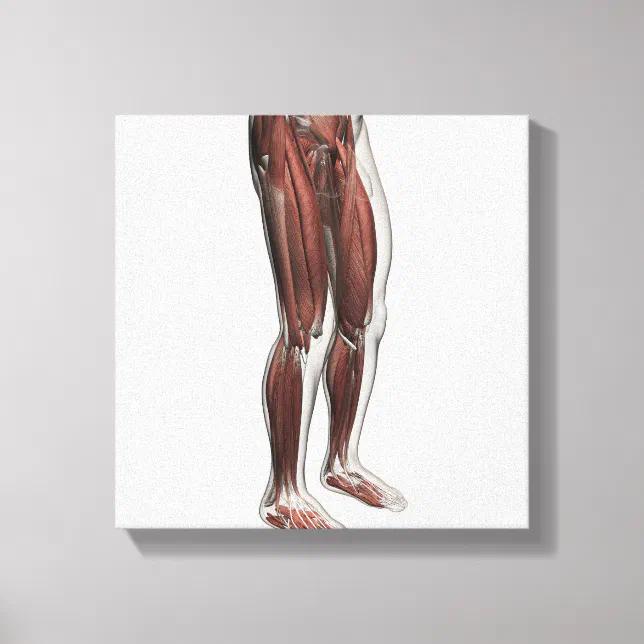 Male Muscle Anatomy Of The Human Legs, Anterior 1 Canvas Print | Zazzle