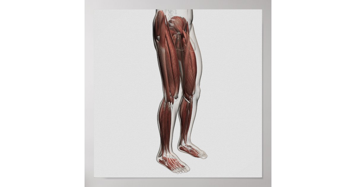 Male Muscle Anatomy Of The Human Legs, Anterior 1 Poster | Zazzle