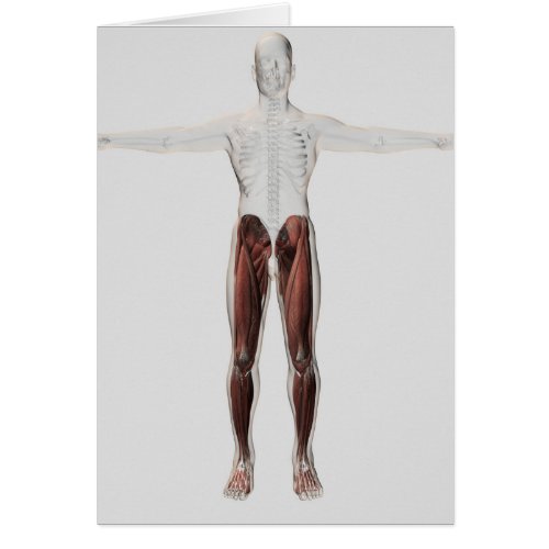 Male Muscle Anatomy Of The Human Legs Anterior 2