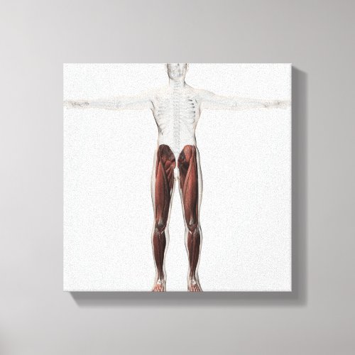 Male Muscle Anatomy Of The Human Legs Anterior 2 Canvas Print