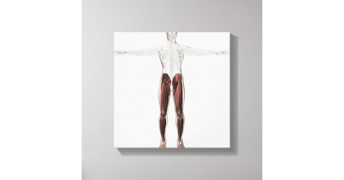 Male Muscle Anatomy Of The Human Legs, Anterior 2 Canvas Print | Zazzle