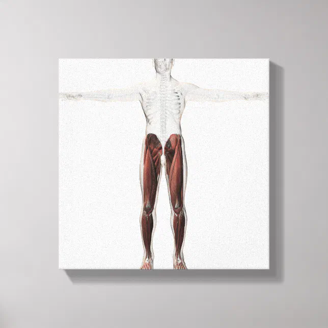 Male Muscle Anatomy Of The Human Legs, Anterior 2 Canvas Print | Zazzle