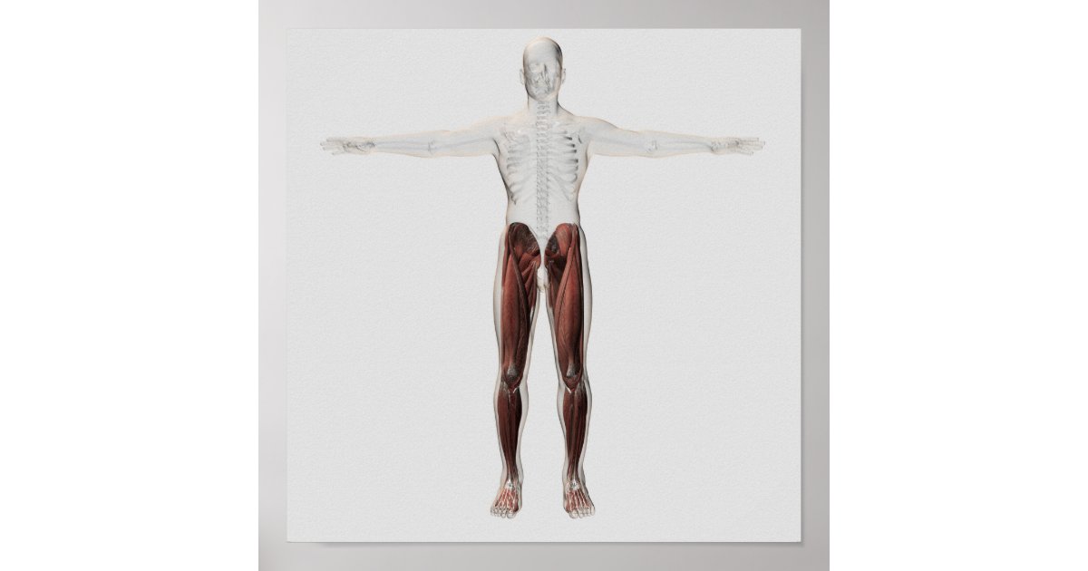 Male Muscle Anatomy Of The Human Legs, Anterior 2 Poster | Zazzle