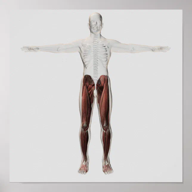 Male Muscle Anatomy Of The Human Legs, Anterior 2 Poster | Zazzle