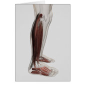 Male Muscle Anatomy Of The Human Legs, Anterior 3 (Front)