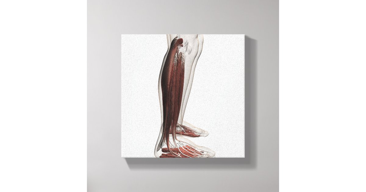 Male Muscle Anatomy Of The Human Legs, Anterior 3 Canvas Print | Zazzle
