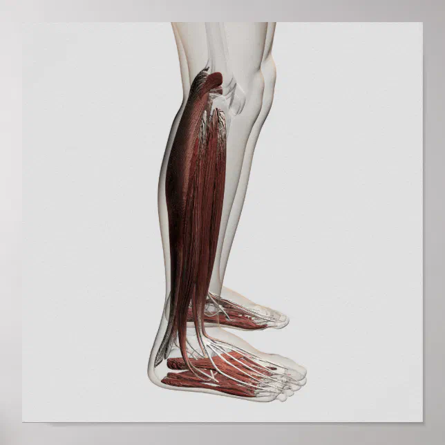 Male Muscle Anatomy Of The Human Legs, Anterior 3 Poster | Zazzle