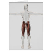 Male Muscle Anatomy Of The Human Legs, Anterior 4 (Front)