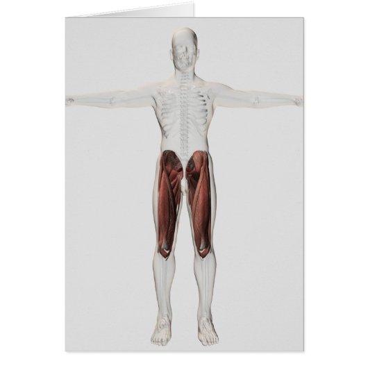 Male Muscle Anatomy Of The Human Legs, Anterior 4 (Front)