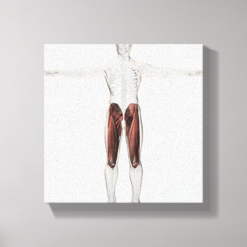 Male Muscle Anatomy Of The Human Legs Anterior 4 Canvas Print