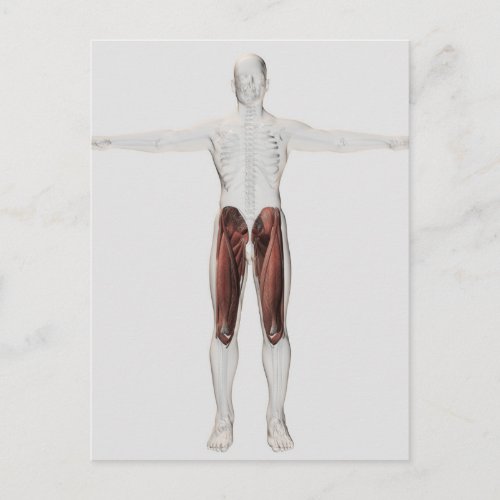 Male Muscle Anatomy Of The Human Legs Anterior 4 Postcard