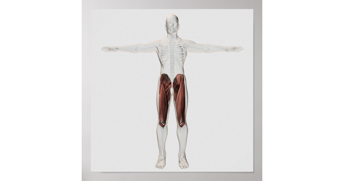 Male Muscle Anatomy Of The Human Legs, Anterior 4 Poster | Zazzle.com