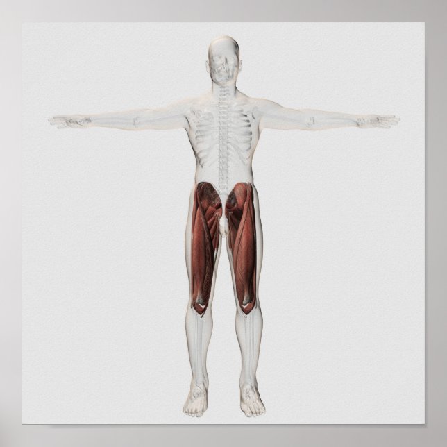 Male Muscle Anatomy Of The Human Legs, Anterior 4 Poster (Front)