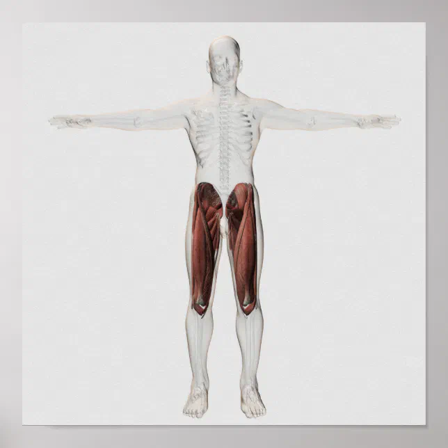 Male Muscle Anatomy Of The Human Legs, Anterior 4 Poster | Zazzle