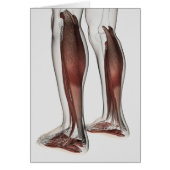Male Muscle Anatomy Of The Human Legs, Anterior 5 (Front)