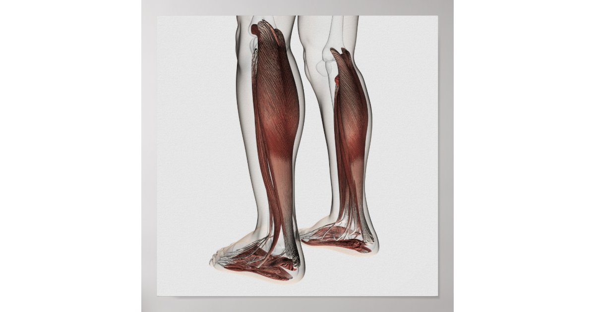 Male Muscle Anatomy Of The Human Legs, Anterior 5 Poster | Zazzle