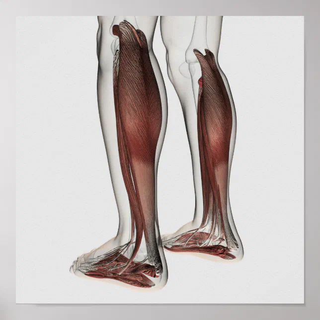 Male Muscle Anatomy Of The Human Legs, Anterior 5 Poster | Zazzle