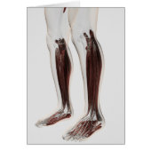 Male Muscle Anatomy Of The Human Legs, Anterior 6 (Front)