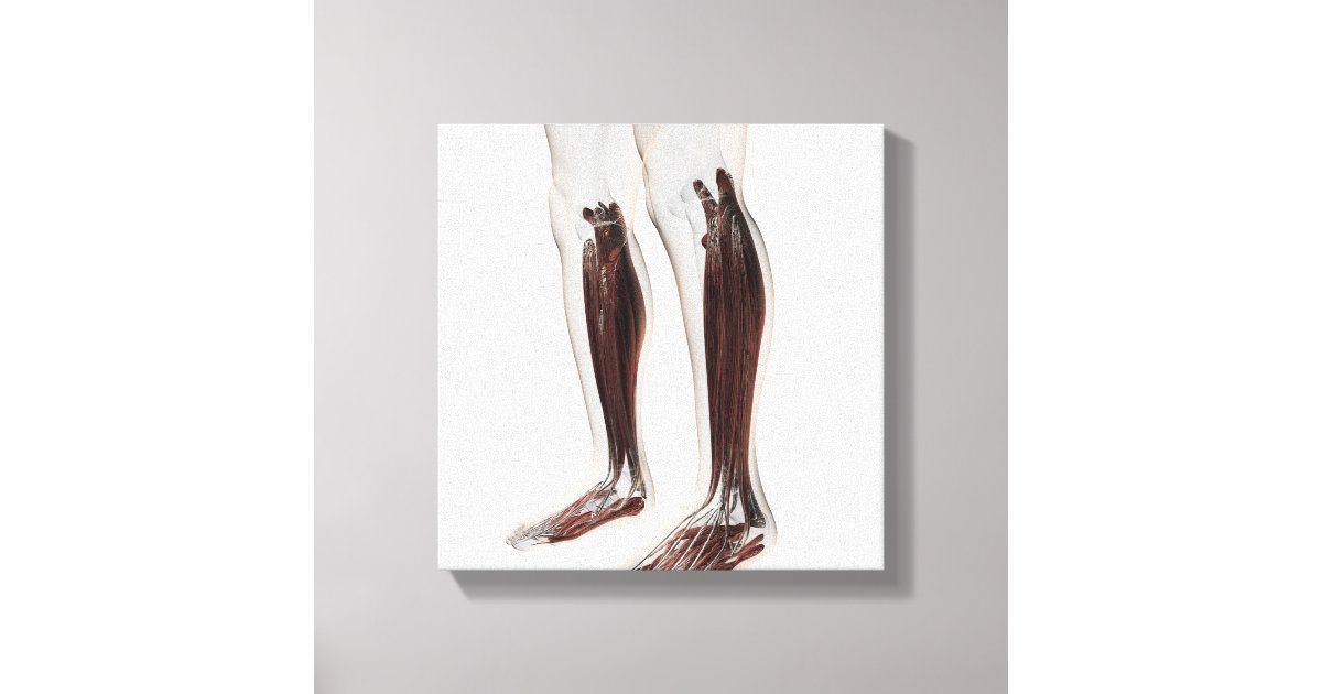 Male Muscle Anatomy Of The Human Legs, Anterior 6 Canvas Print | Zazzle