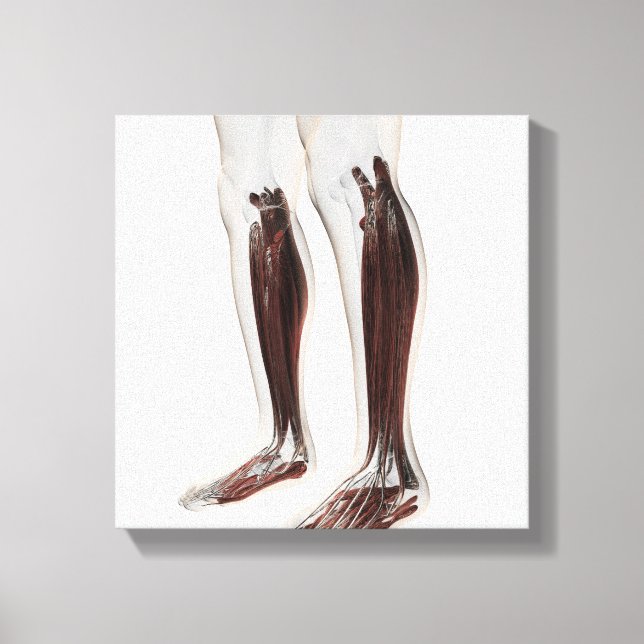 Male Muscle Anatomy Of The Human Legs, Anterior 6 Canvas Print (Front)