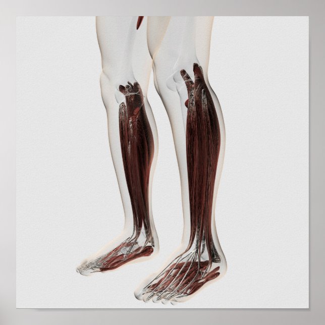 Male Muscle Anatomy Of The Human Legs, Anterior 6 Poster (Front)