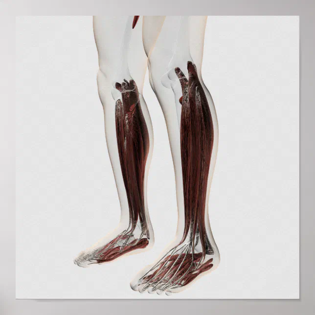 Male Muscle Anatomy Of The Human Legs, Anterior 6 Poster | Zazzle
