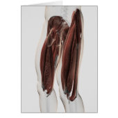 Male Muscle Anatomy Of The Human Legs, Side View (Front)
