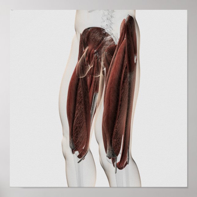 Male Muscle Anatomy Of The Human Legs, Side View Poster (Front)