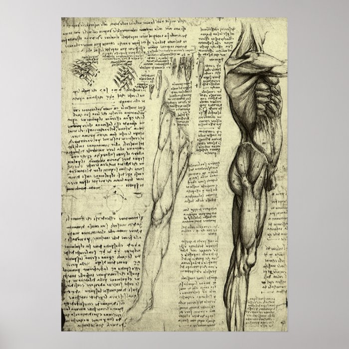 Male Muscle Anatomy Sketch by Leonardo da Vinci Posters