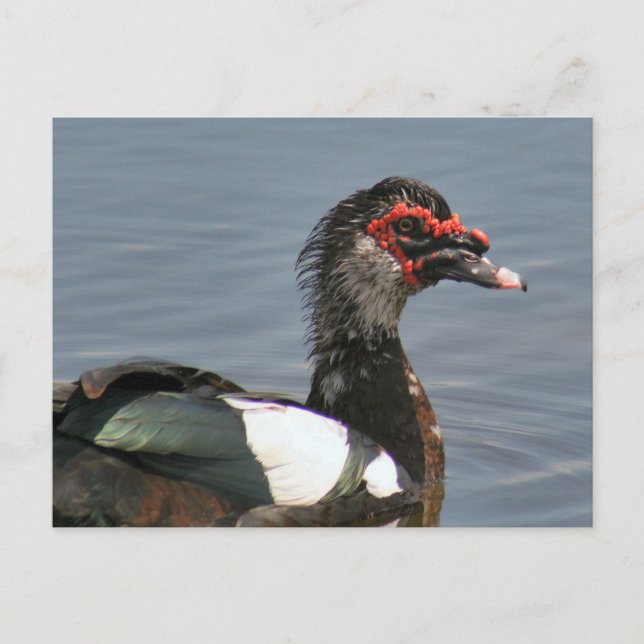 Male Muscovy Duck Photo Postcard (Front)