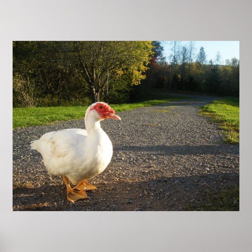 Male Muscovy Duck Poster