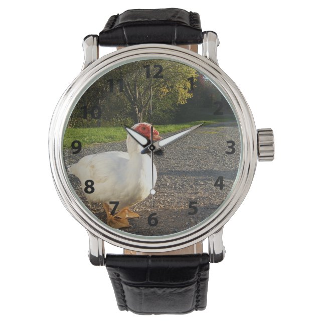 Male Muscovy Duck Watch (Front)
