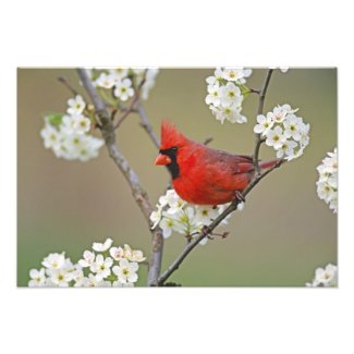 Male Northern Cardinal among pear tree Photo
