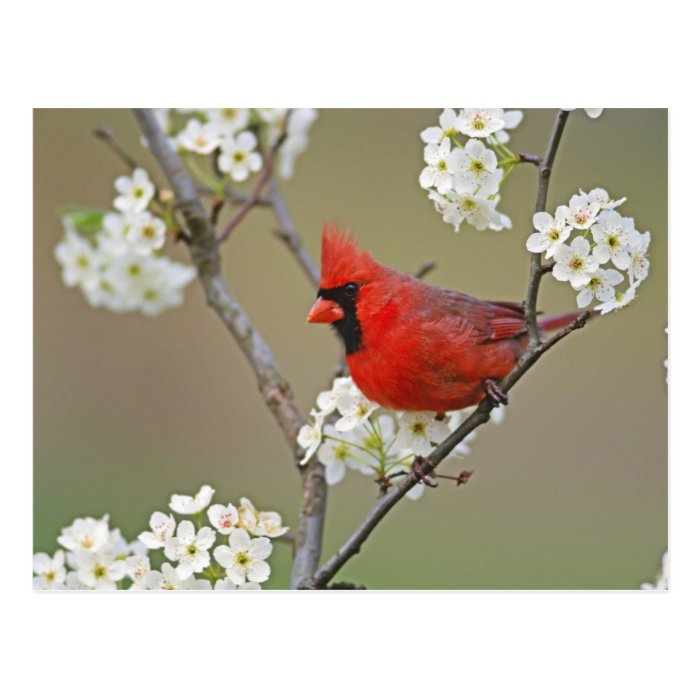 Male Northern Cardinal among pear tree Postcards