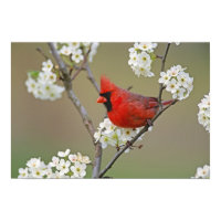 Male Northern Cardinal among pear tree Posters