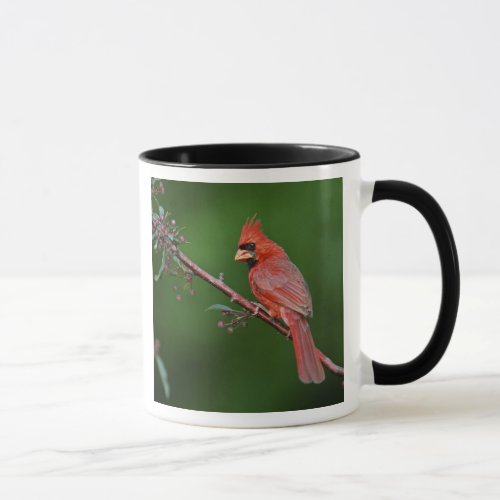 Male Northern Cardinal Cardinalis Mug