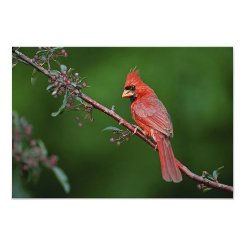 Male Northern Cardinal Cardinalis Photo Print