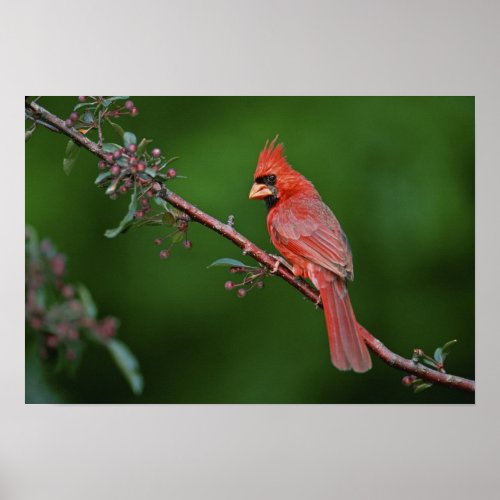 Male Northern Cardinal Cardinalis Poster