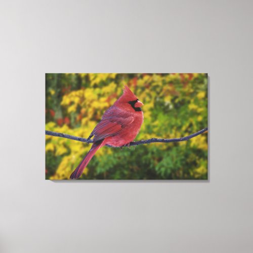 Male Northern Cardinal in autumn Cardinalis Canvas Print