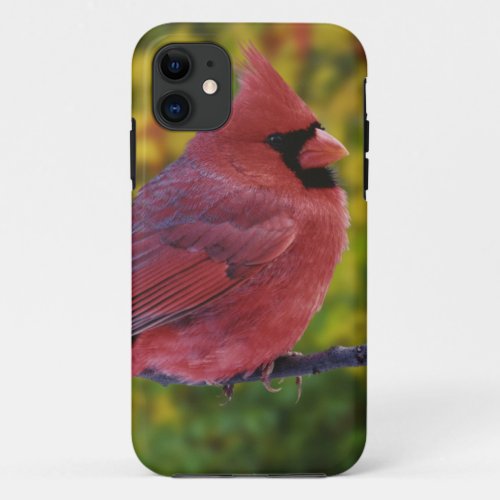 Male Northern Cardinal in autumn Cardinalis iPhone 11 Case