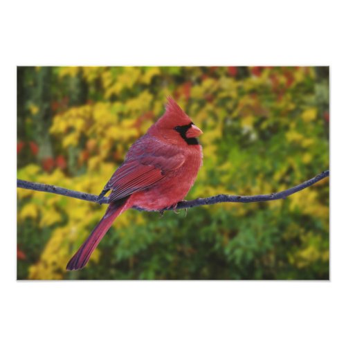 Male Northern Cardinal in autumn Cardinalis Photo Print